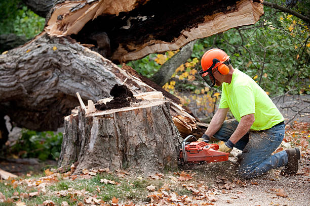 Best Tree Health Inspection  in Ozk, AR